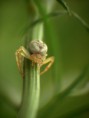 /album/arachnida/misumena-vatia-1-jpg/